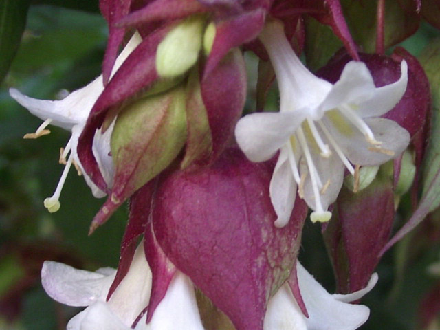 Leycesteria Formosa - Himalayan Honeysuckle