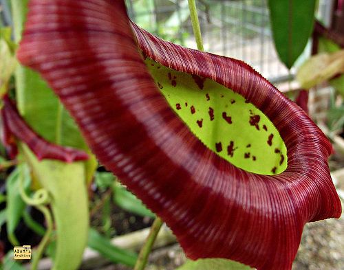 Insectivorous II
