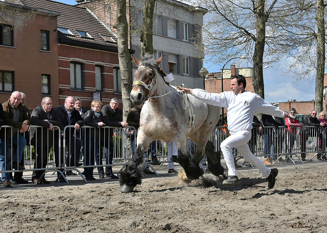 Epreuve de trot en voltige