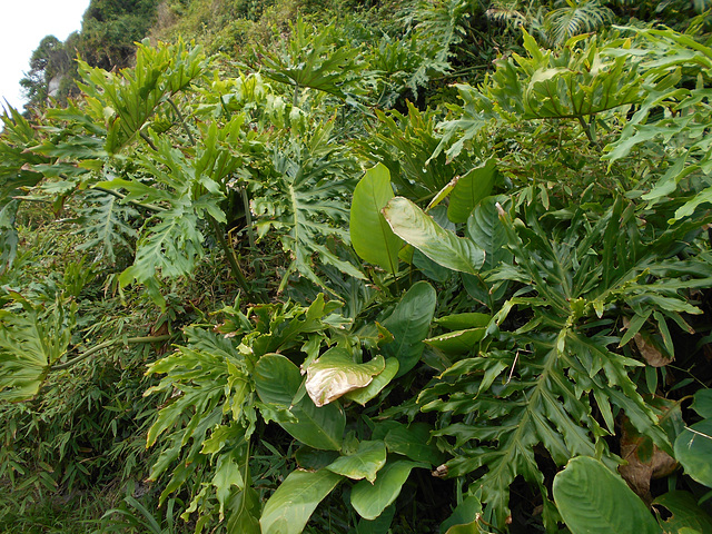 DSCN1406 - banana-imbé Philodendron bipinnatifidum (ex-selloum), Araceae