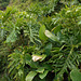 DSCN1406 - banana-imbé Philodendron bipinnatifidum (ex-selloum), Araceae