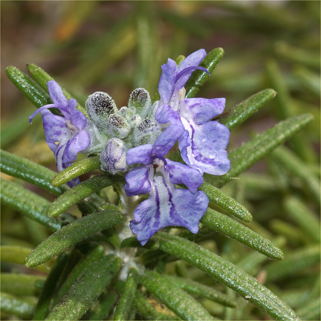 Flowering rosemary