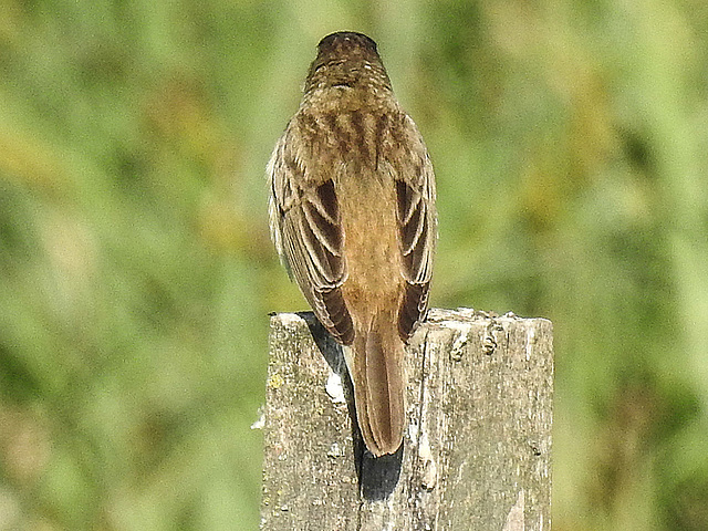 20170518 1549CPw [A+H] Schilfrohrsänger (Acrocephalus schoenobaenus), Neusiedler See