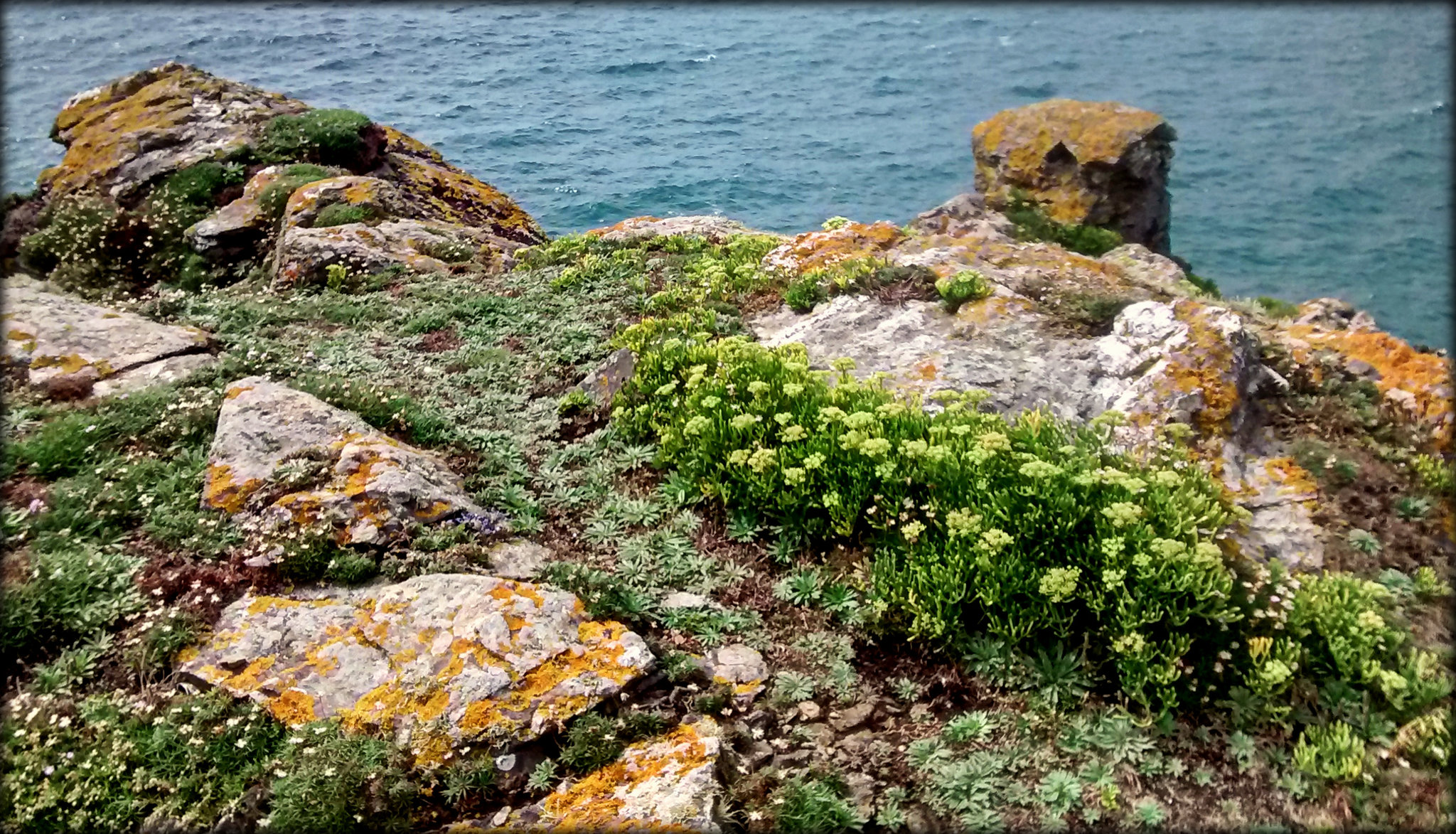 Tubby's Head - granite, lichen and rock samphire