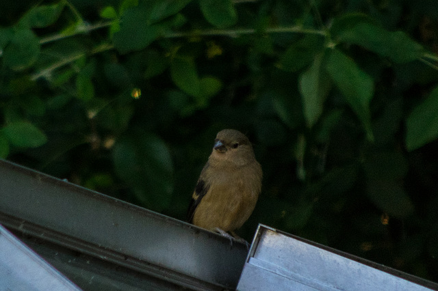 Bullfinch  ( Juvenile)