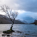 The lone tree, Lake Padarn