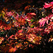 acer leaves in autumn