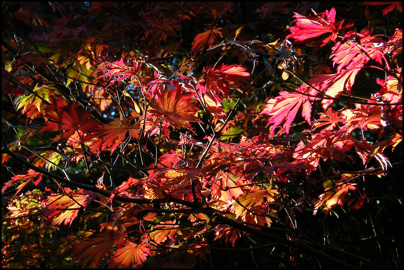 acer leaves in autumn