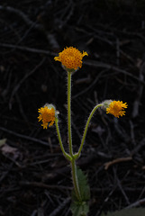 Chaenactis glabriuscula, Asteraceae, Yosemite USA L1020337