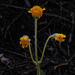 Chaenactis glabriuscula, Asteraceae, Yosemite USA L1020337