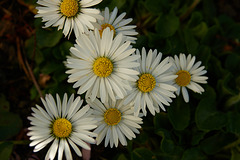 Daisies