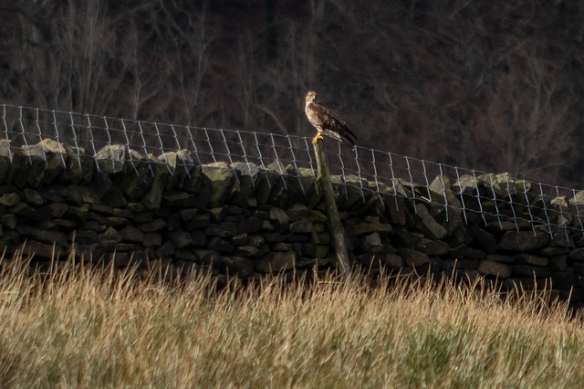 Buzzard Perched