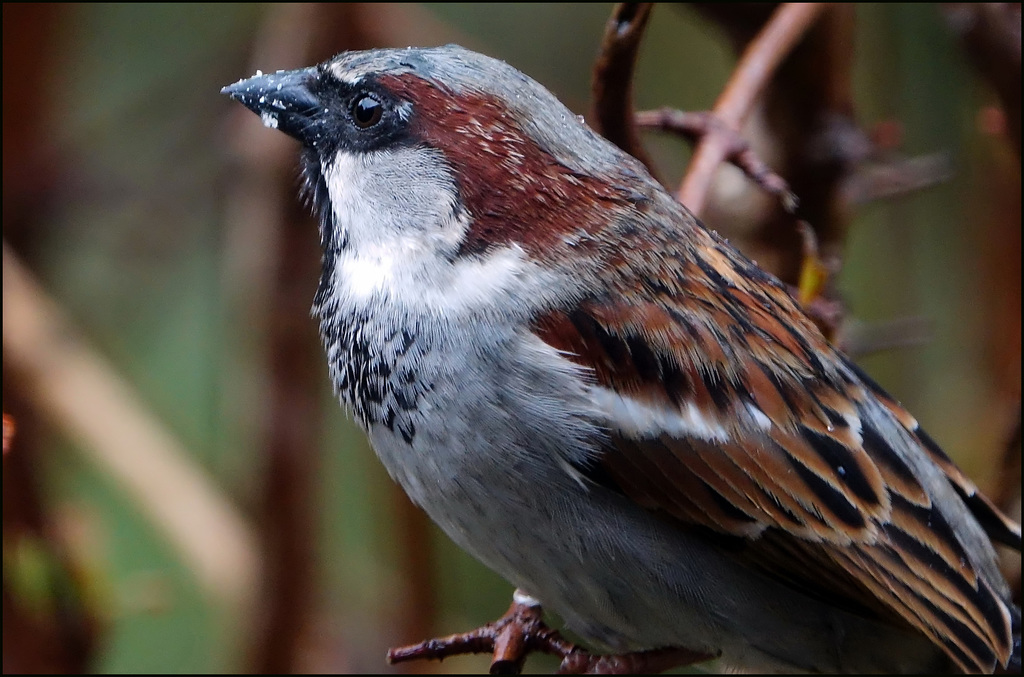 Der frühe Vogel fängt das Fettfutter:-)