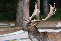 Albania, Llogara, Sika Deer Portrait