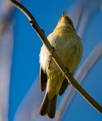 Chiffchaff