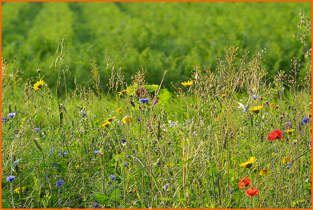 Colors at the edge of the field