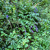Schwalbenwurz-Enzian (Gentiana asclepiadea)