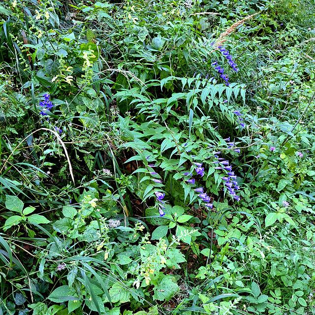 Schwalbenwurz-Enzian (Gentiana asclepiadea)