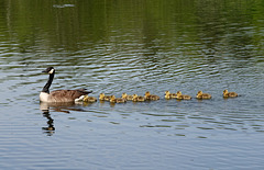 Canada goose and goslings