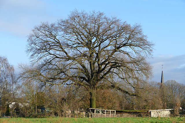 Ein Baum mit viel Raum