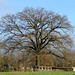 Ein Baum mit viel Raum