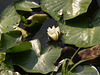 В парке Александрия, кувшинка и утка / In the Alexandria Park,, water lily and duck