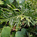 DSCN1407 - banana-imbé Philodendron bipinnatifidum (ex-selloum), Araceae
