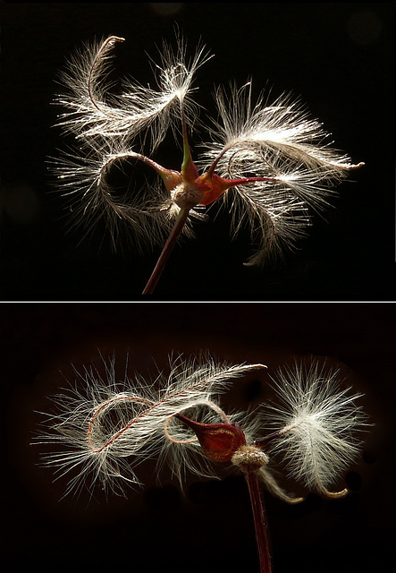 Clematis, ausgeblüht (2xPiP)