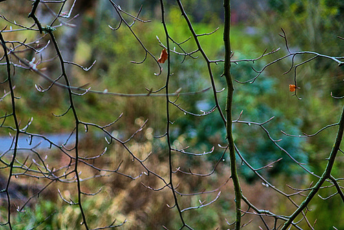 Beside The Stream