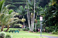 Towards Akaka falls