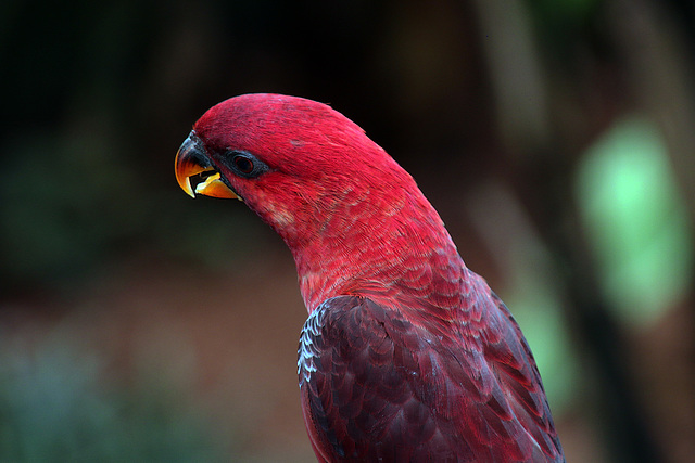 Quelle élégance votre Splendeur , ce rouge vous va si bien !.