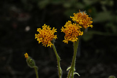 Chaenactis glabriuscula, Asteraceae, Yosemite USA L1020340