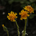 Chaenactis glabriuscula, Asteraceae, Yosemite USA L1020340