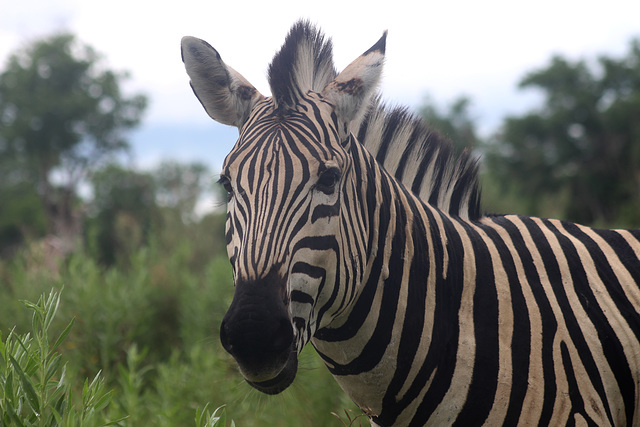 Cheeky Look from a Zebra