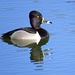 Male Ring-necked duck