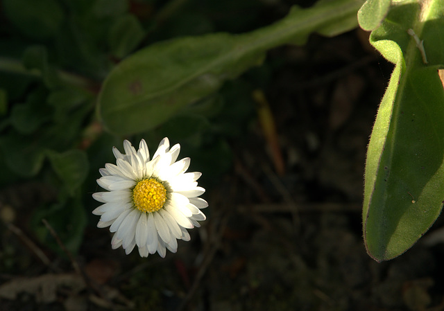 Daisy