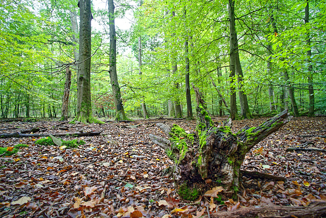 20.10.18 Darmstädter Wald 1