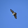 Red-tailed hawk