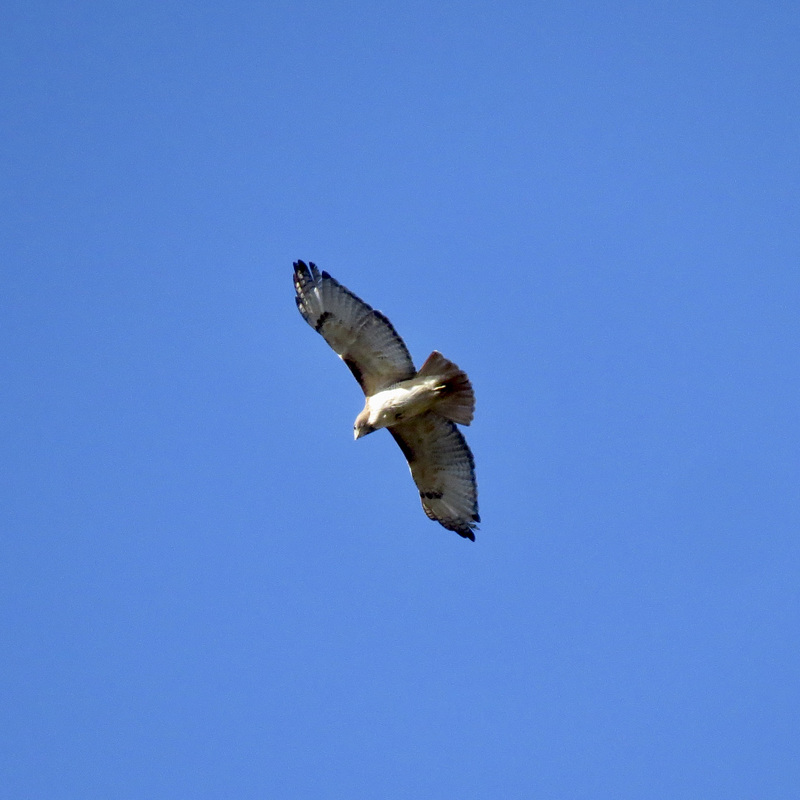 Red-tailed hawk