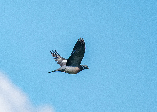 Wood pigeon