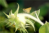 Joy ride on a Sun flower