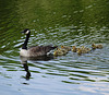 Canada goose and goslings