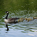 Canada goose and goslings