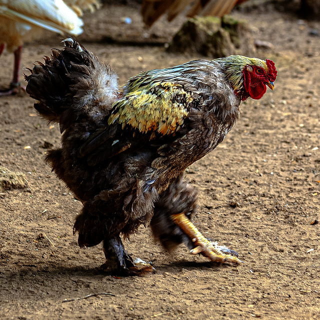 20240825_Aschersleben Tierpark (Nikon D800+Nikon D2x)