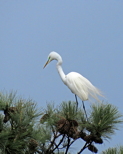 Great Egret in Breeding Plumage