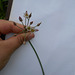 DSCN1408 - alho-bravo Nothoscordum gracile, Amaryllidaceae