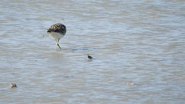 20170518 1592CP~V  [H] Kampfläufer, Neusiedler See, [Fertöüjlak]