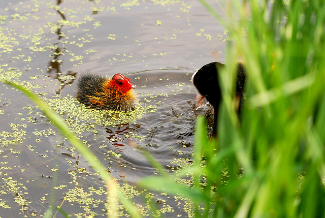 Coot and baby