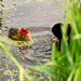 Coot and baby