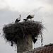 White storks on chimney